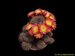Sulcorebutia steinbachii v. hoffmannii HS90 2225